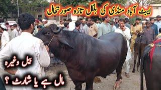 Bulls Cows And Buffaloes Latest Prices Part 1 On Abbottabad Maweshi Mandi By My Life Channel