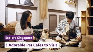 Explore Singapore: 3 Adorable Pet Cafes to Visit