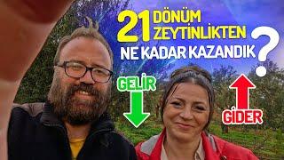 Zeytin Bahçesi Geliri: Gerçek Bir Kazanç Analizi