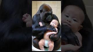 Gorilla bathes baby