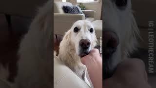 Golden Retriever with Heart-Shaped Nose Has Loving Reaction to Owner's Hand | Wholesome Dog Video