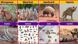 100 Different Animals And Their Favorite Foods Comparison | Trending Data List
