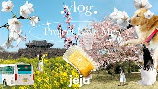 Find the best cherry blossom and canola flower spot in Jeju Island | 19 Spot | Living alone vlog