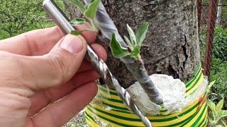 Grafting a tree with a drill