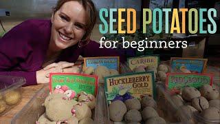 Preparing Seed Potatoes for Planting - Seed potatoes for beginners.