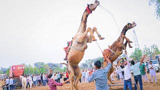 दो ऊंटों ने किया एक साथ जम्प || Unt || Unt Ka Dance || Camel Dance || New Camel Dance #priyanshu