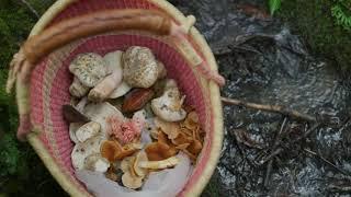 Dr Gordon Walker Fascinated By Fungi Interview with HNGRY TV