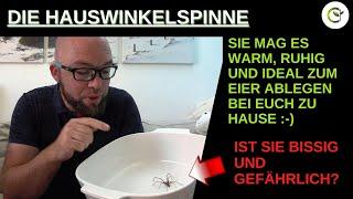 Die Hauswinkelspinne fangen und loswerden - Aber bitte gesund und lebend in der Natur!