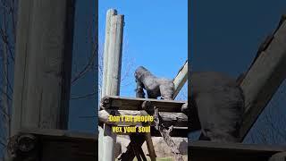 Gorilla Climbs Like He's  Auditioning  #adviceshorts  #primates #environmentalawareness #zoolife