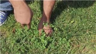 Garden and Lawn Help : How to Pull Weeds