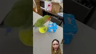 BURUNG PINTER NABUNG #parrot #funny #birds #shorts #shortvideo #viralvideo #dubbing