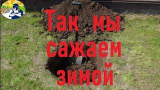 Так мы сажаем зимой.