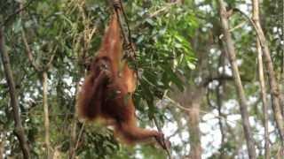 Orangutan Odysseys Tanjung Puting National Park tour