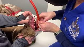 Is there really something stuck in this dogs throat? Esophageal foreign body?