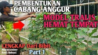 HEMAT TEMPAT !!! Pembentukan Cabang Anggur Model Tralis #anggur #anggurimport #budidayaanggur