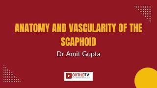 Dr Amit Gupta - Anatomy and Vascularity of the Scaphoid