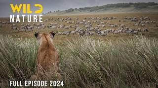 WILD SERENGETI | Rulers of Ndutu, Grumeti, and Olduvai | Animal documentary