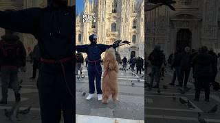 I brought my dog to Europe!! #dogdad #goldendoodle #traveldog