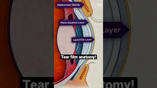 Tear film anatomy! #dryeye #eyes #anatomy #health