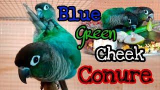 Blue Green Cheek Conure || Rajdip Aviary