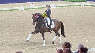 Blue Hors Zack dancing at 2023 KWPN stallion show