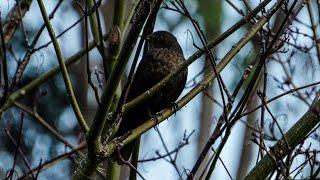 Blackbird / Manu Pango  - New Zealand Birds, Kapiti