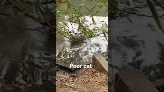 Crocodile eats cat and snaps it in half!!