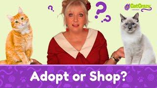 How to Choose the Right Cat for Yourself | Adopt? Or Shop?