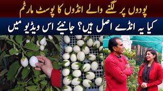 Egg Tree Real or Fake | Watch interesting facts about Egg Tree | Aik Pakistan