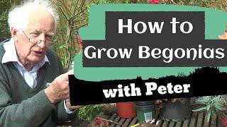 How to Grow Begonias | Gardening Ideas | Peter Seabrook