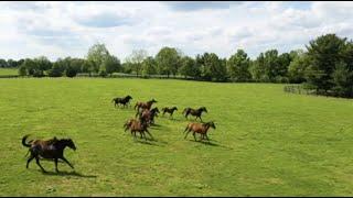 Pennsylvania Horse Breeders Association: For the Breeders