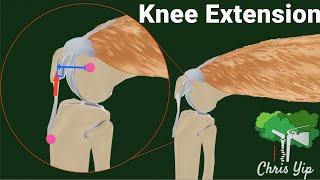 Patella and the Extension of the Knee