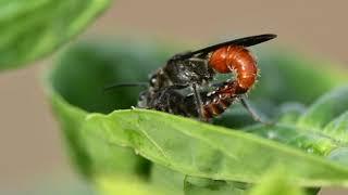 Insect Mating filmed with Micro Lens