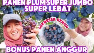 BUAH LIAR SUPER LEBAT BEBAS PANEN‼️ PANEN PLUM JUMBO DI SEBEN (BOLU) & PANEN ANGGUR DIPINGGIR JALAN