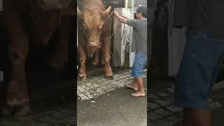 Sapi Terbesar di Indonesia TN Bima Sakti