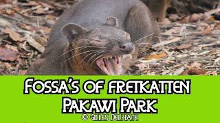 Fossa's of fretkatten : Pakawi Park