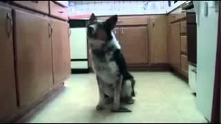 The best super dog - speak/walk/fly/drive... - EasyFunTV