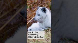 Arctic Fox: Extremely thick winter fur!