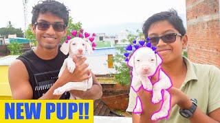 ️ SURPRISING NILA WITH NEW PUPPY   - HER FIRST REACTION...  | VelBros Tamil