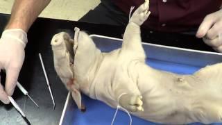 Fetal Pig Dissection Part 1)