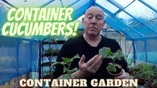 Container Cucumbers [Gardening Allotment UK] Home Growing Veg