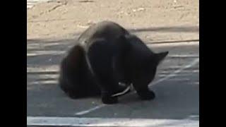 Kitty cat chewing on live lizard jerky