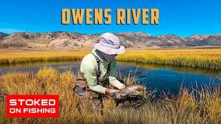 Exploring the Sierras: Owens River Trout Fishing