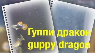 #Гуппи дракон / #guppy dragon