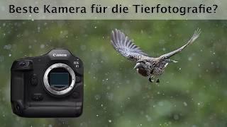 Canon EOS R1 - Testbericht für die Tierfotografie