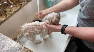 Bathing your Dog at Home (Maltese)