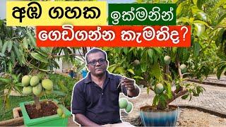 අඹ ගහක් හිටවන්න හොඳම විදිය | Mango Plant - Tips | Ceylon Agri | Episodes 244