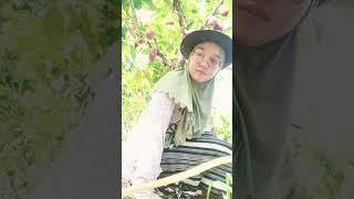 lagi berteduh dibawah pohon cocoa.. #garden #cocoa #kebun