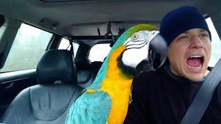 The FUNNIEST Parrots   Best Compilation