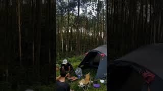 Camping In The Pine Forest #ytshorts #shorts #camping #campingintheforest #feed #feedshorts